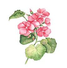 ローズゼラニウム